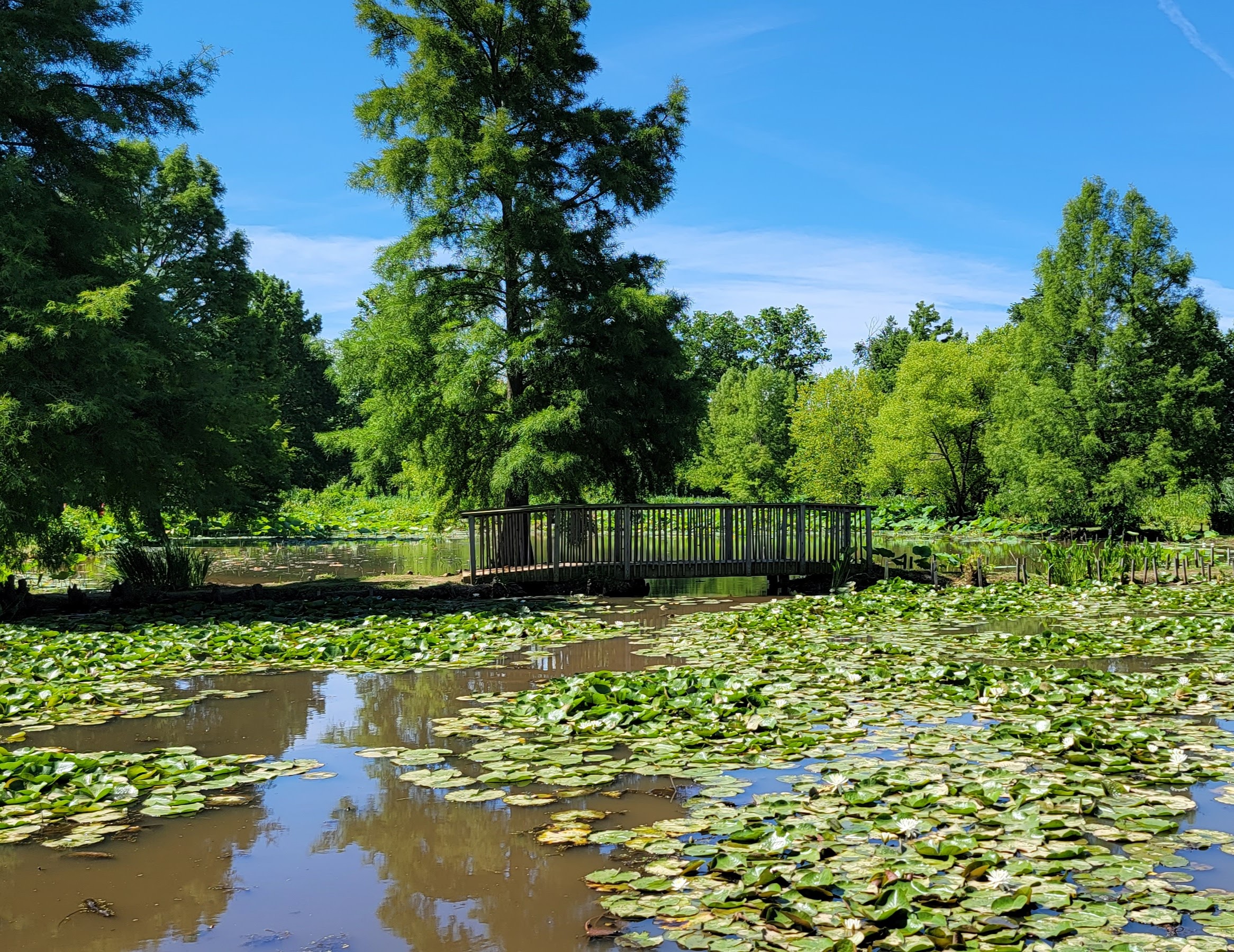 Enjoy The Lotuses And Lilies At Kenilworth Aquatic Gardens ...